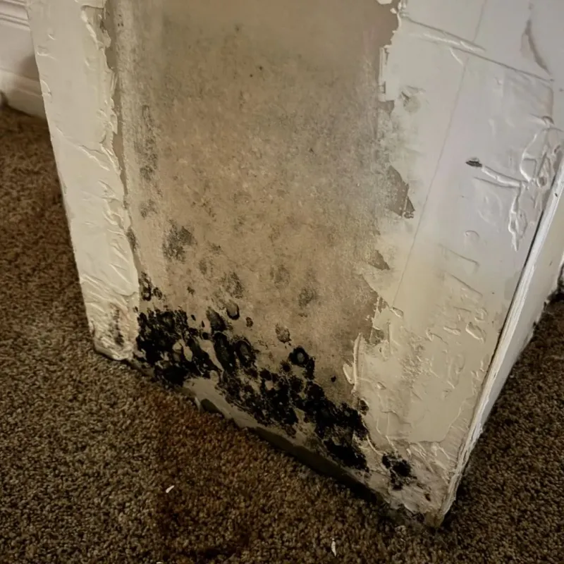 Professional Mold Removal in Bath County, VA